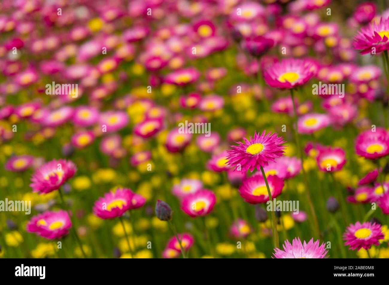 Daisy papier australiennes indigènes champ de fleur fond nature. Focus sélectif, peu profonde 6 Banque D'Images