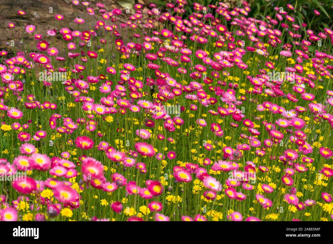 Daisy papier australiennes indigènes champ de fleur fond nature. Focus sélectif, peu profonde 6 Banque D'Images