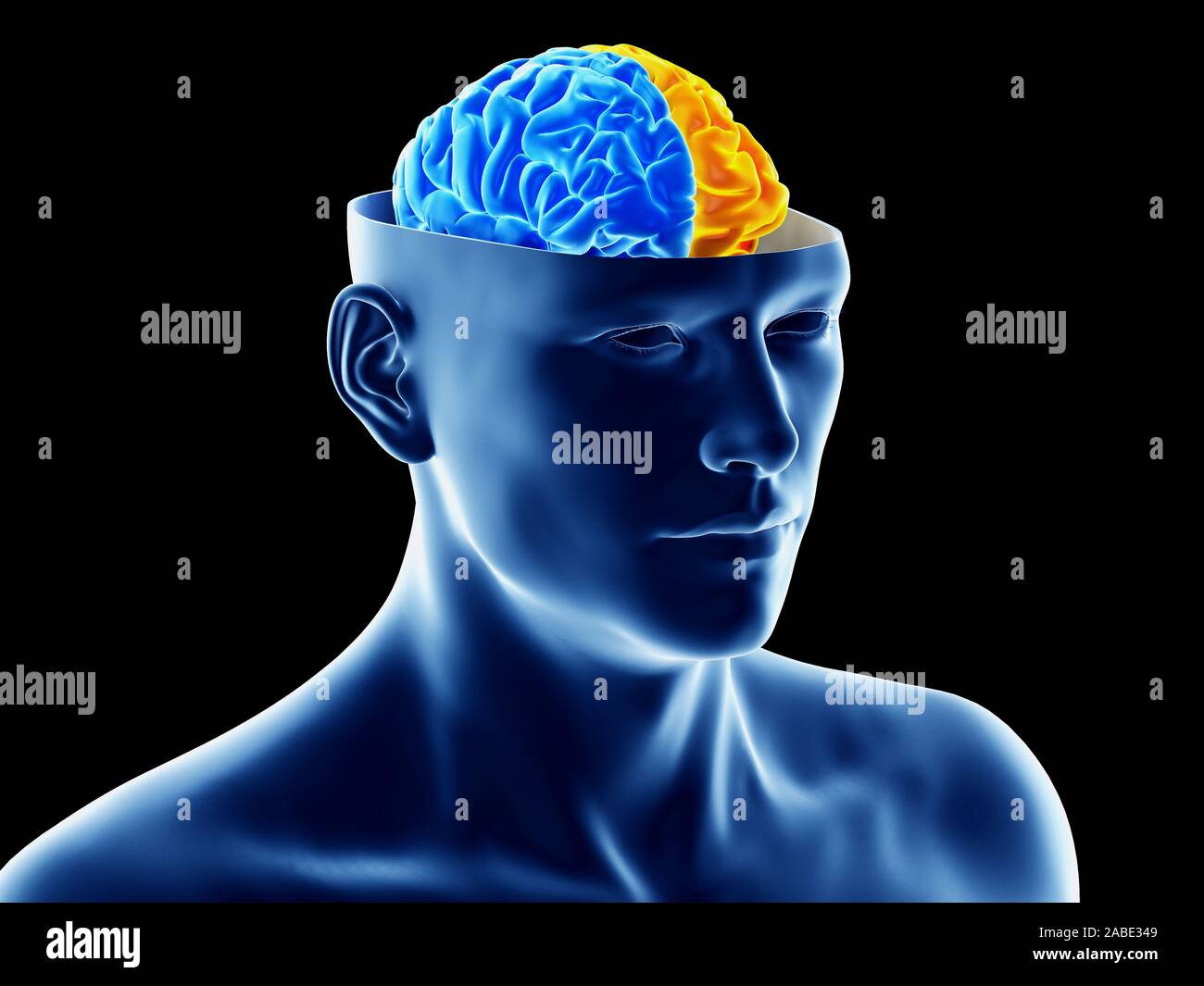 Médicalement en rendu 3d illustration de l'exacte deux hémisphères du cerveau Banque D'Images