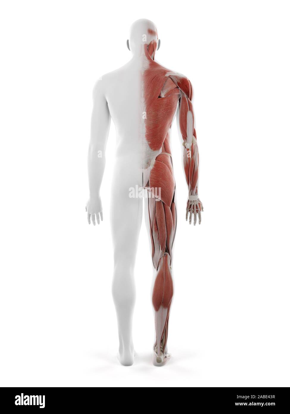 Rendu 3D précis médicalement illustration de l'homme système musculaire Banque D'Images