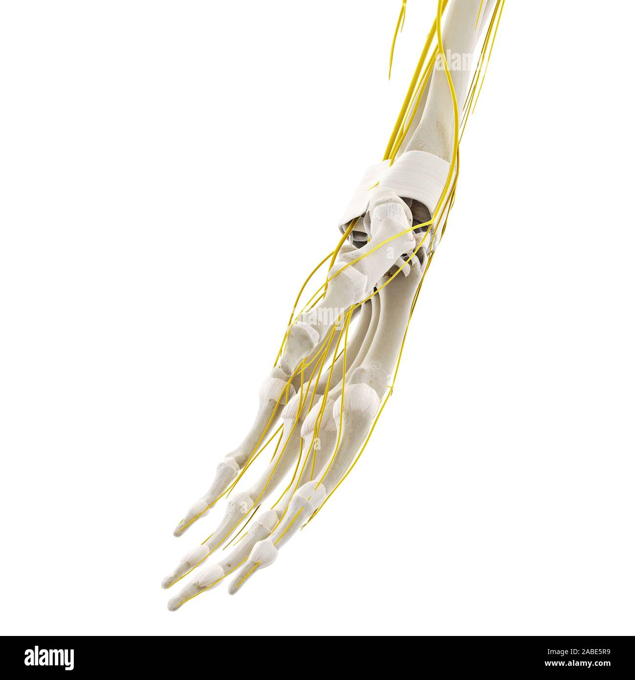 Médicalement en rendu 3d illustration précise des nerfs de la main Banque D'Images