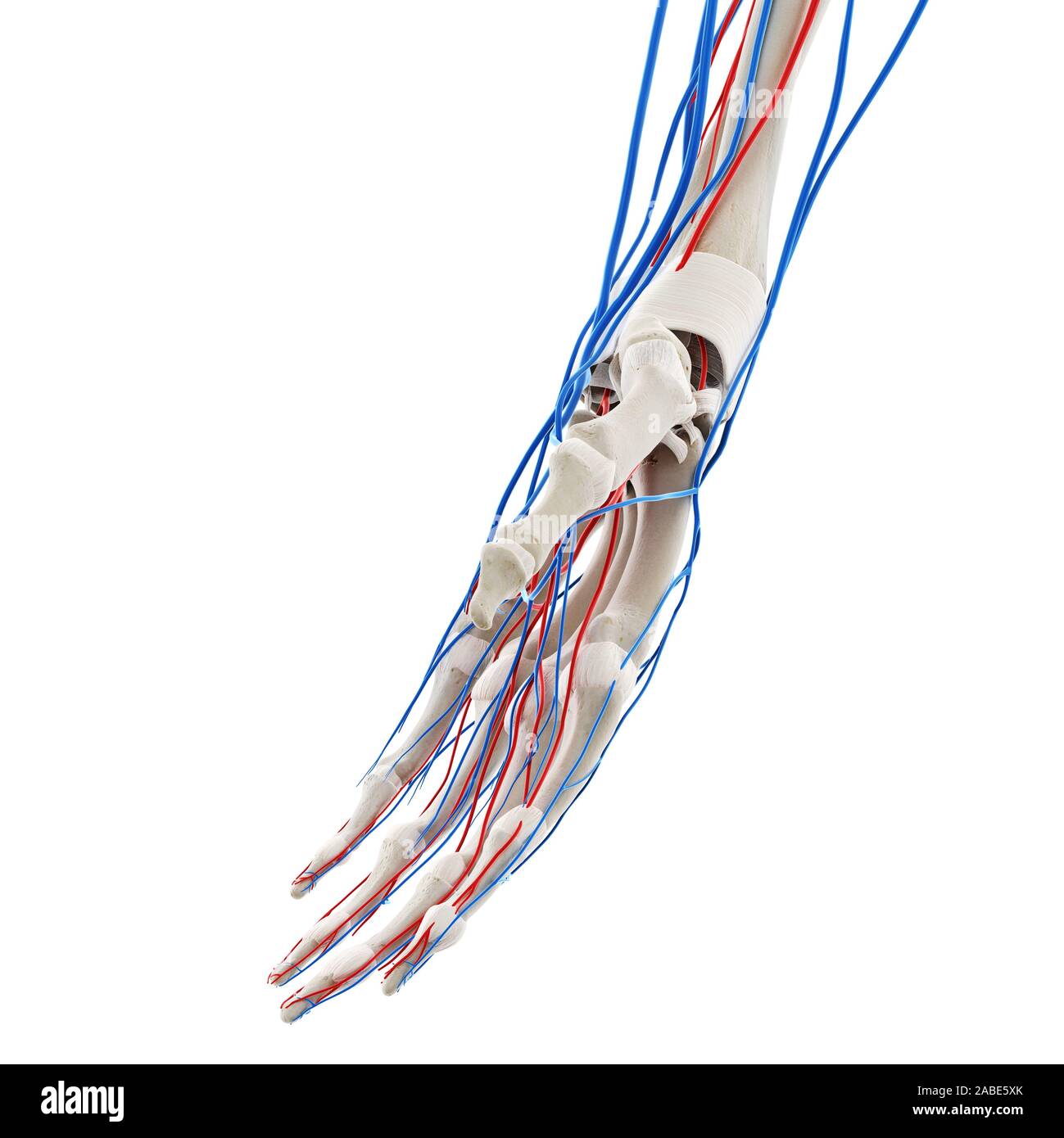 Médicalement en rendu 3d illustration de précision les vaisseaux sanguins de la main Banque D'Images