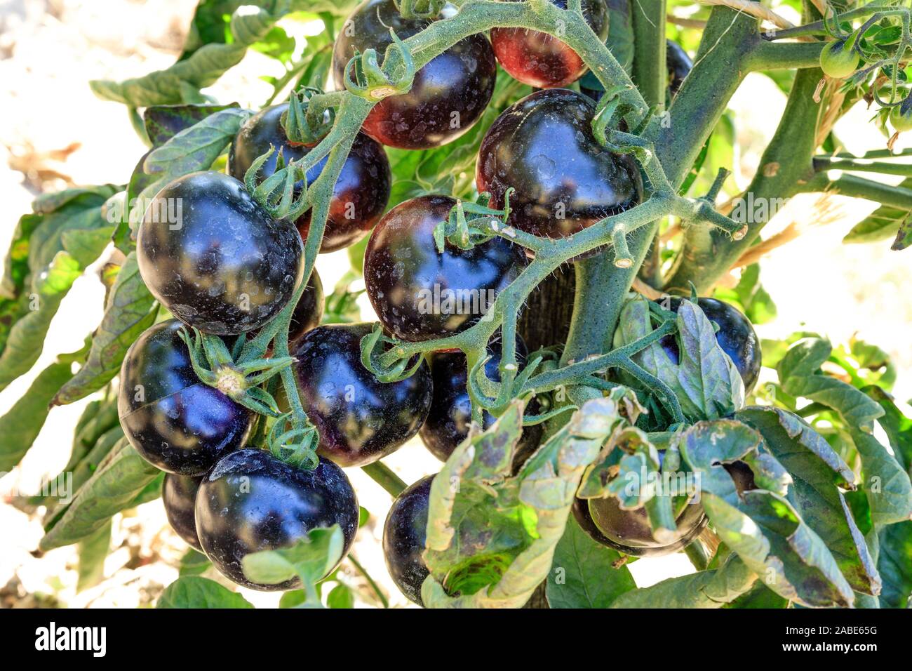 France, Indre et Loire, Vallée de la Loire classée au Patrimoine Mondial de l'UNESCO, Montlouis Sur Loire, Chateau de la Bourdaisiere park et jardins, la conserv Banque D'Images