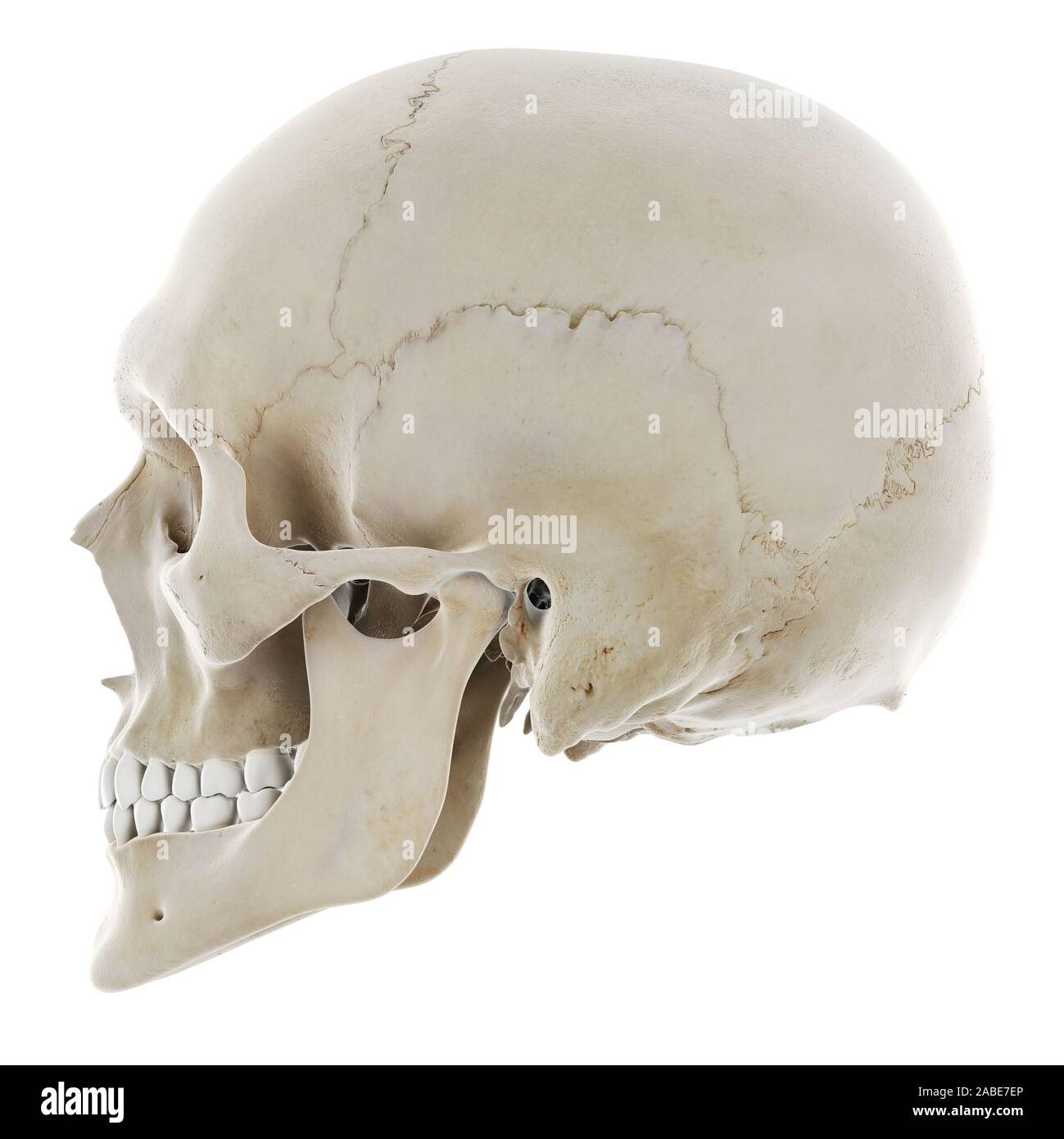 Médicalement en rendu 3d illustration de l'exacte crâne humain Banque D'Images