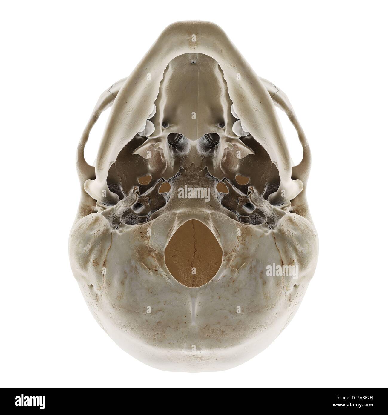 Médicalement en rendu 3d illustration de l'exacte crâne humain Banque D'Images