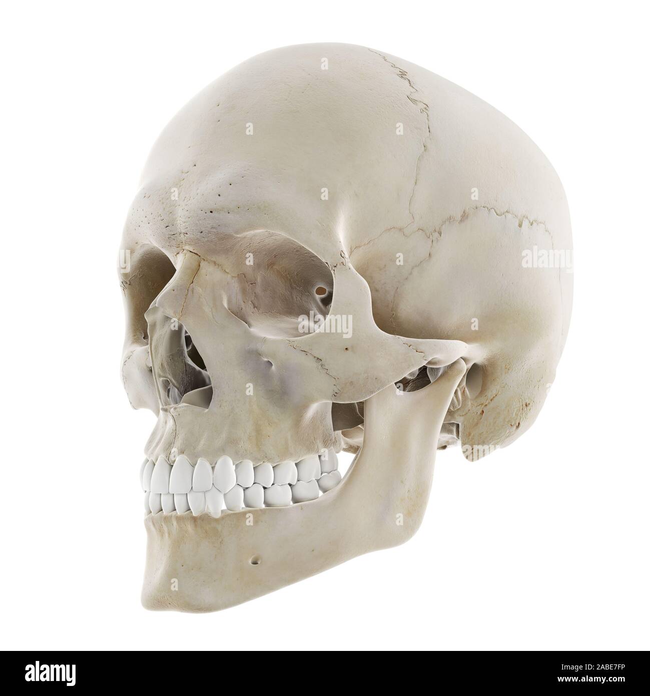 Médicalement en rendu 3d illustration de l'exacte crâne humain Banque D'Images