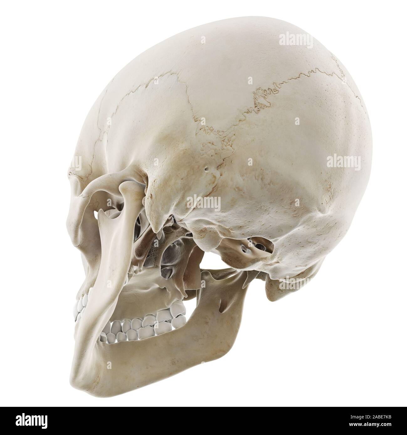 Médicalement en rendu 3d illustration de l'exacte crâne humain Banque D'Images