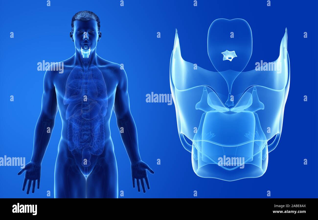 Médicalement en rendu 3d illustration de l'homme précis du larynx Banque D'Images