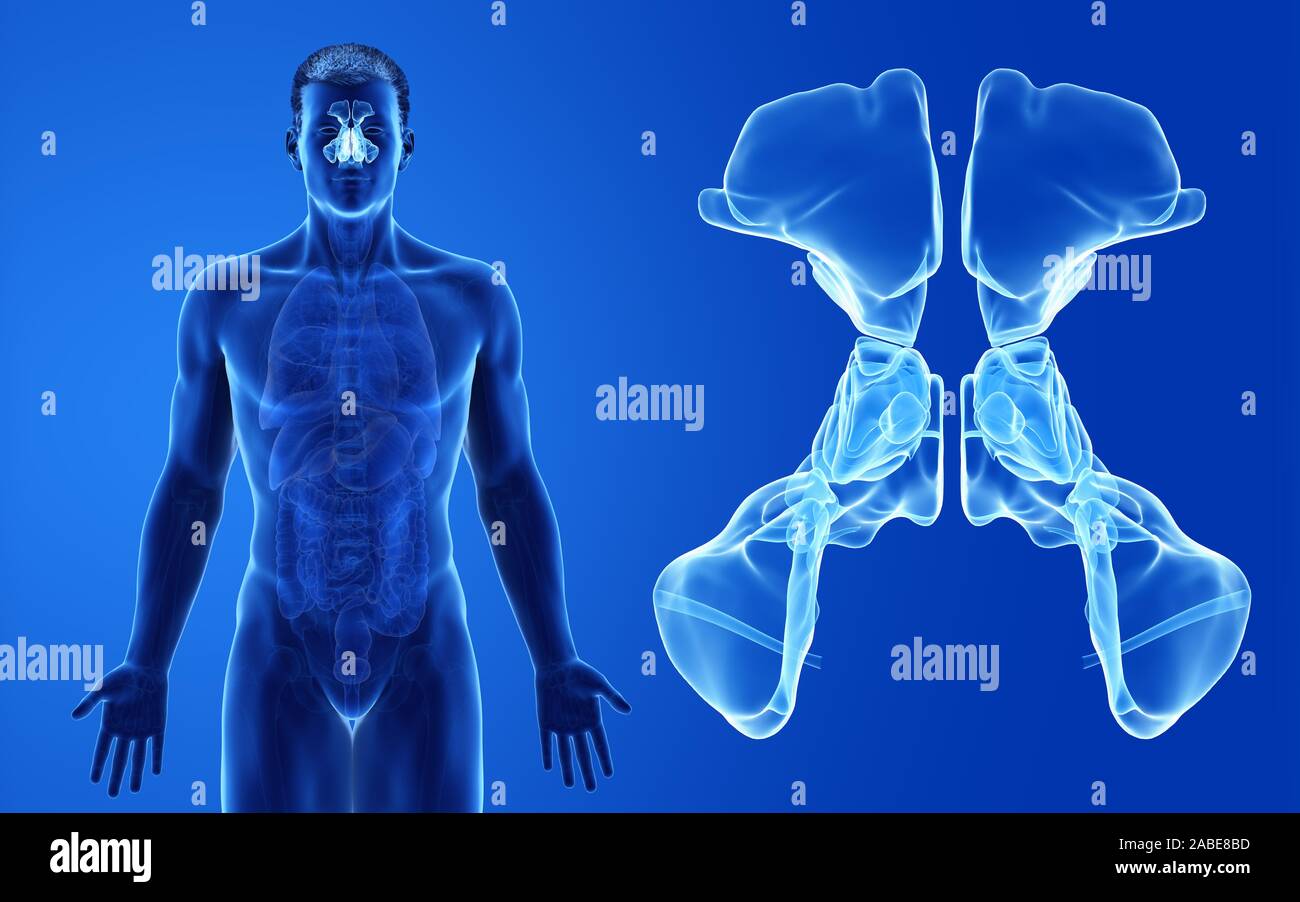 Médicalement en rendu 3d illustration de l'homme précise les sinus Banque D'Images