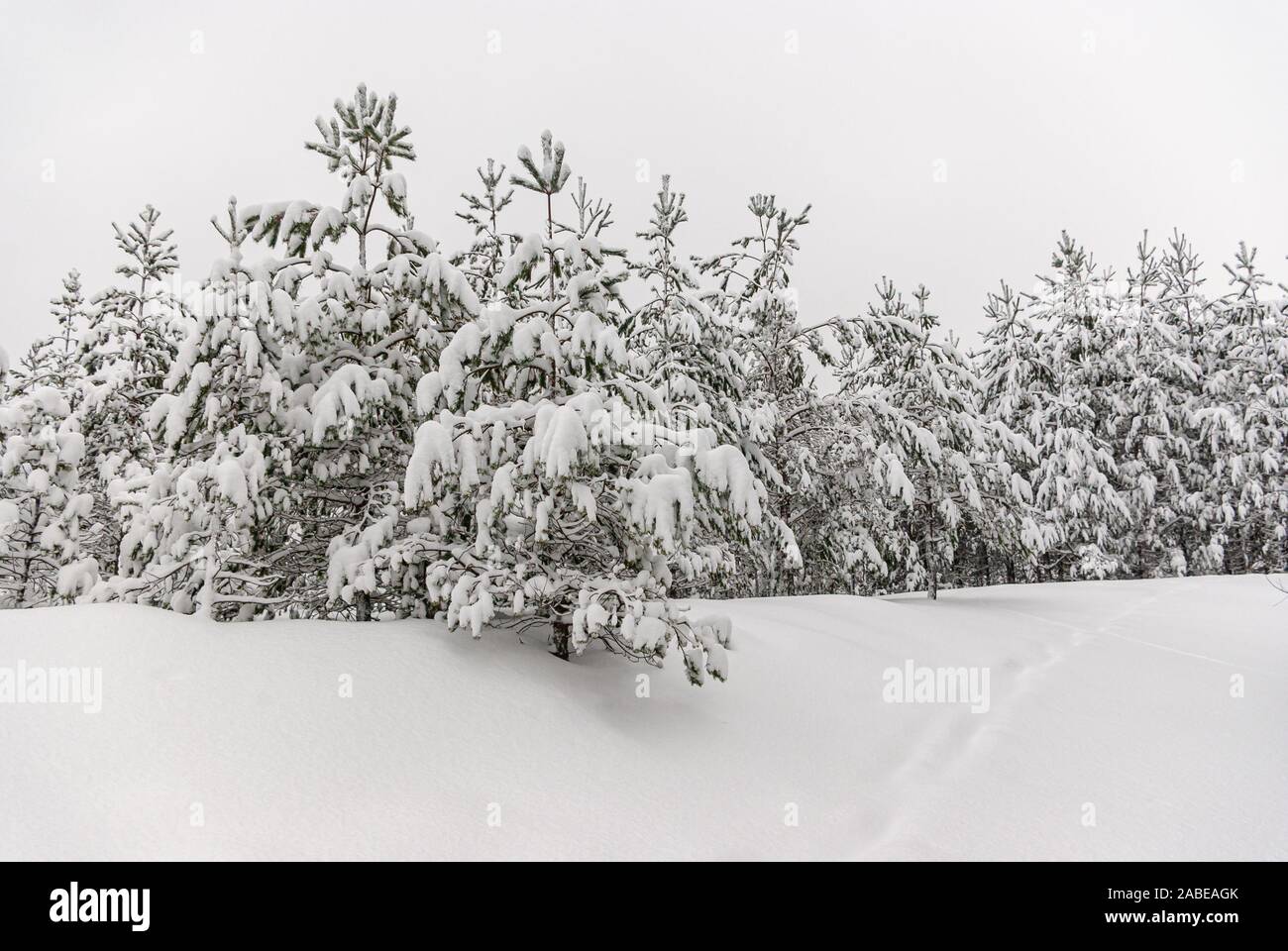 Forêt d'hiver couverte de neige. Banque D'Images