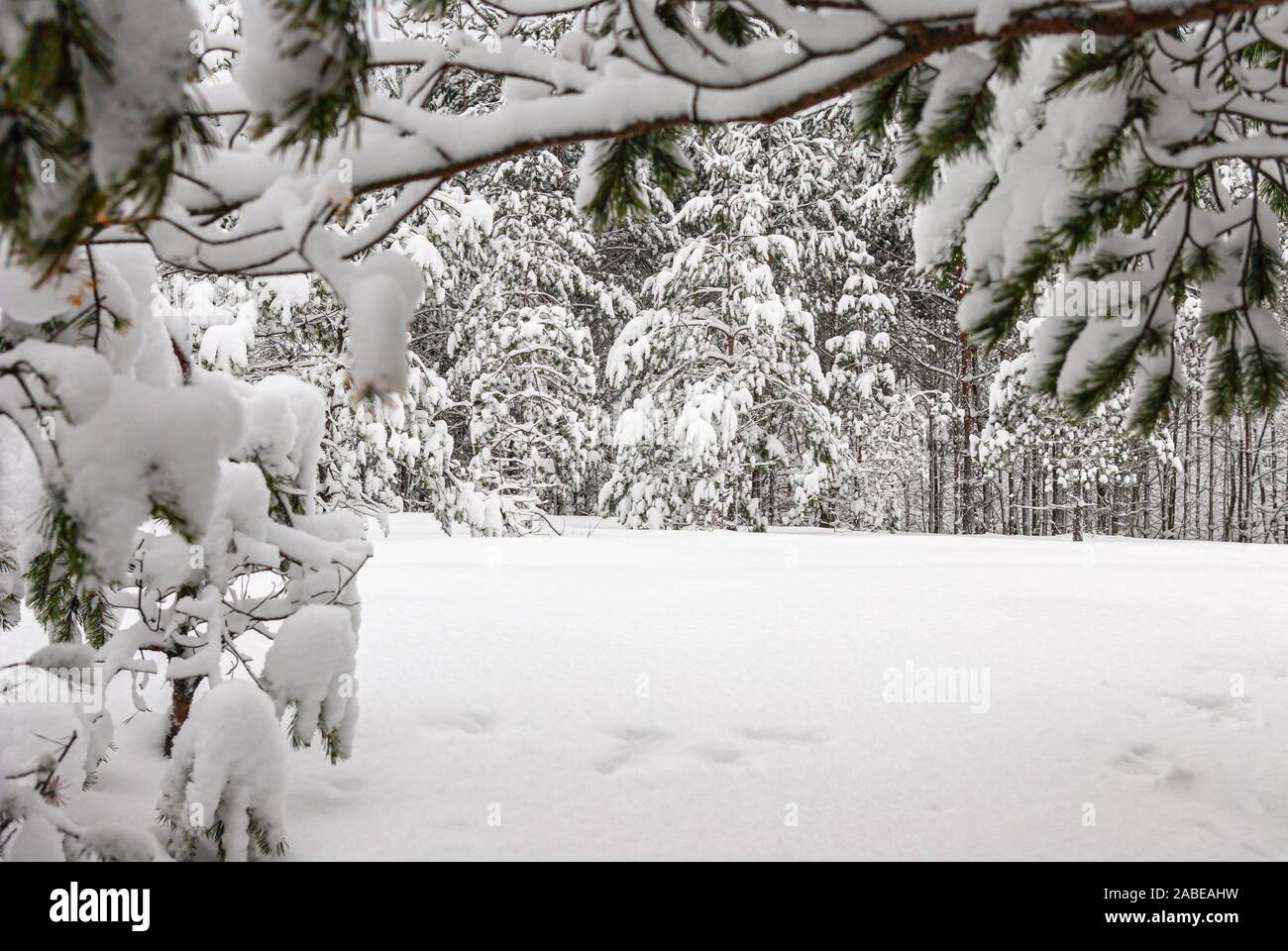 Forêt d'hiver couverte de neige. Banque D'Images