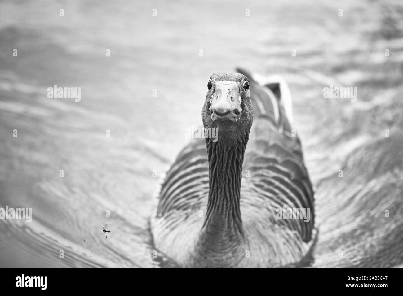 Portrait d'une mère canard dans un lac à droit dans la caméra Banque D'Images