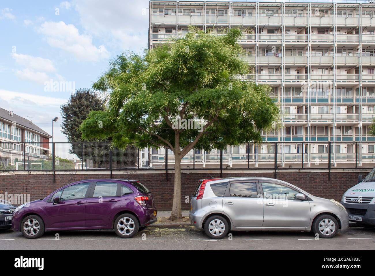 Pagode japonaise urbaine ou arbre Scholar (Styphnolobium japonicum), arbre de rue, Homerton, Hackney, Londres, ROYAUME-UNI Banque D'Images