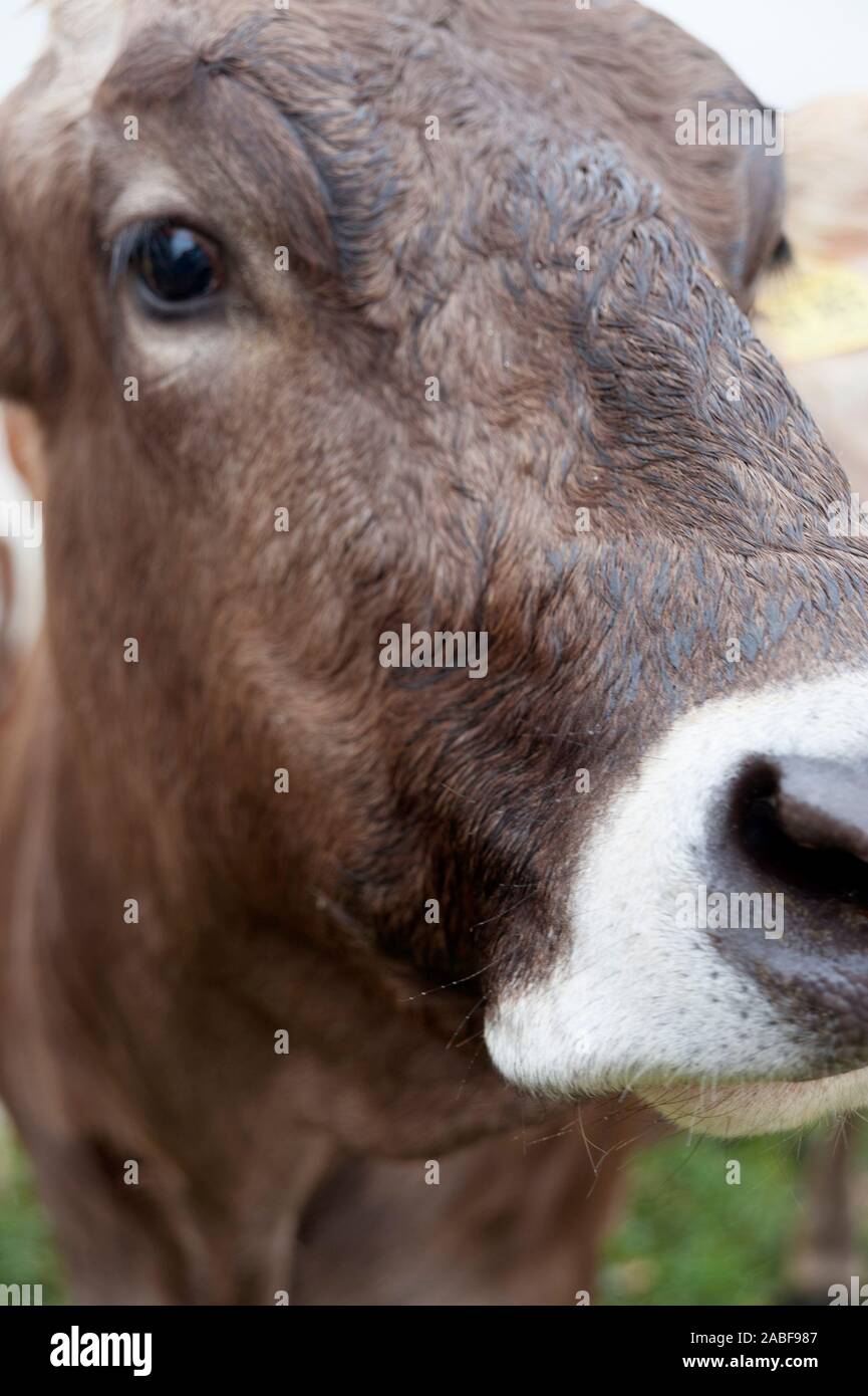 Portrait de vache bavaroise Banque D'Images