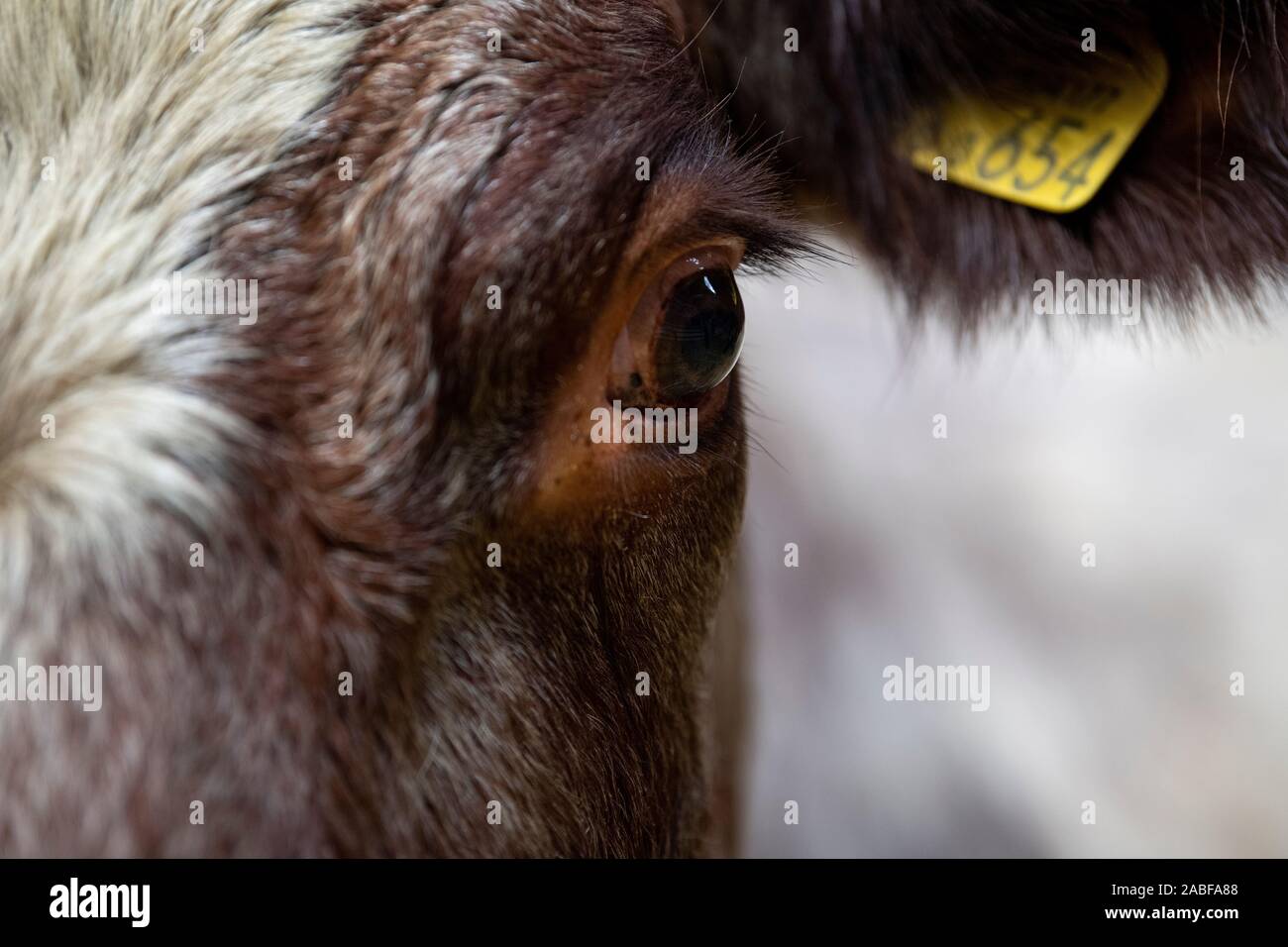 Close up d'un œil les vaches. , Cumbria (Royaume-Uni). Banque D'Images