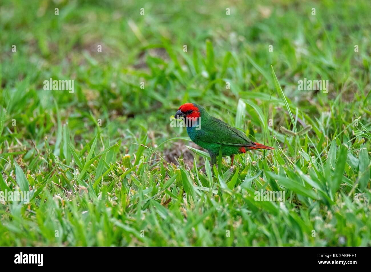 Erythrura pealii Parrotfinch Fidji Nadi, Fidji, 22 octobre 2019 Estrelidae adultes endémique à Fidji. Banque D'Images