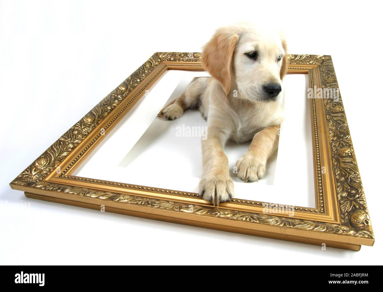 Golden Retriever (Canis lupus f. familiaris), Welpe dans goldenen Bilderrahmen liegend. | Golden Retriever (Canis lupus f. familiaris), située entre dragonnet Banque D'Images