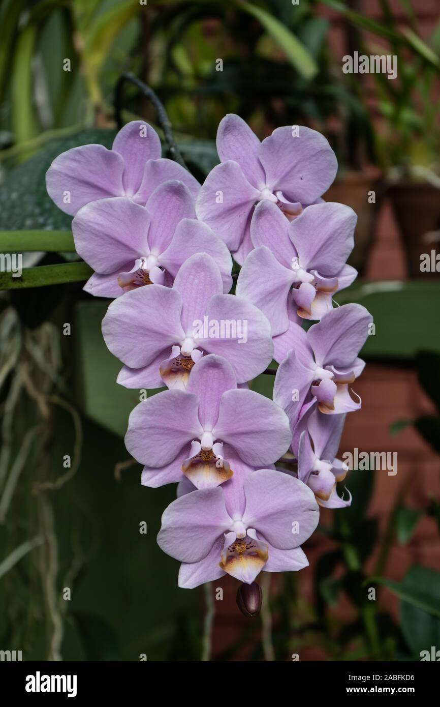 Phalaenopsis Orchidée dendrobium papillon ou fleur. Orchidées mauve  tyriennes isolé sur fond flou. papillon orchidées. Close-up Photo Stock -  Alamy