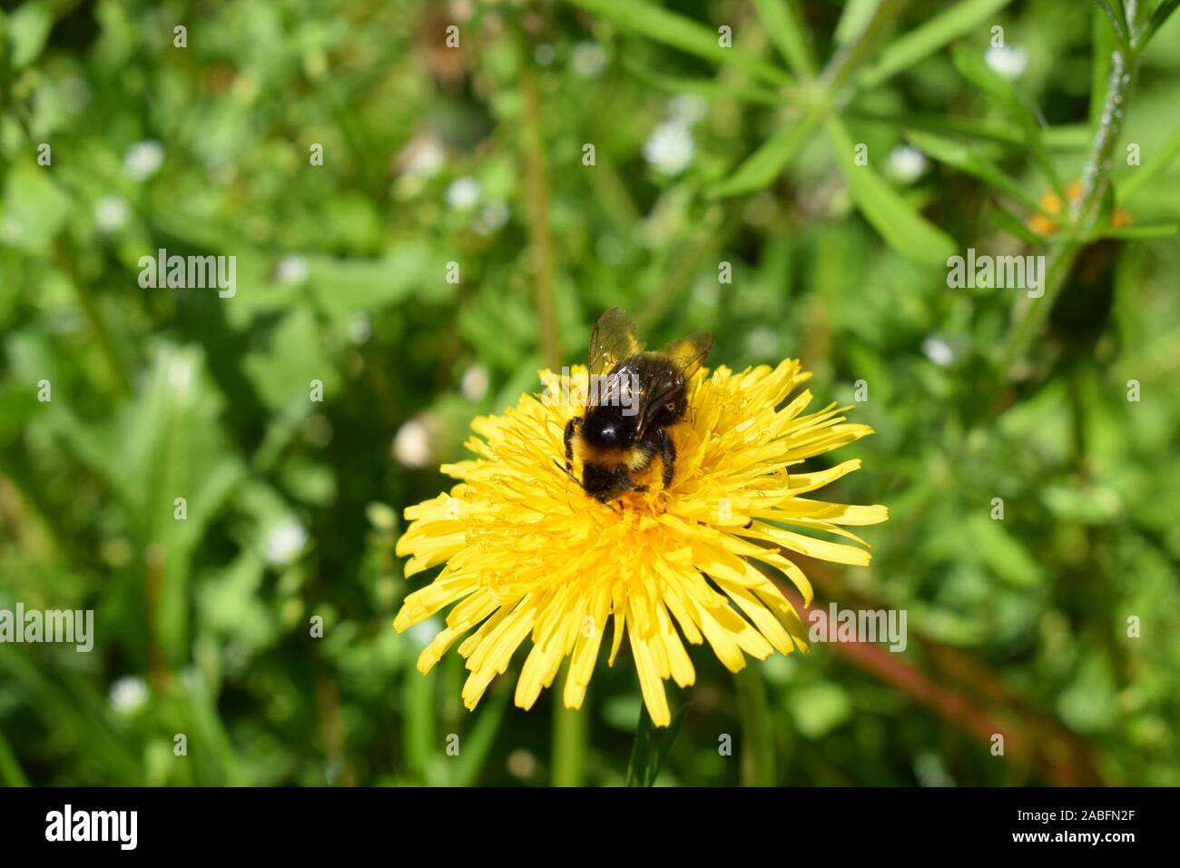 Pissenlit fleur avec bumblebee Banque D'Images
