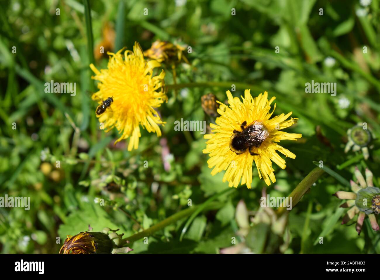 Pissenlit fleur avec bumblebee Banque D'Images