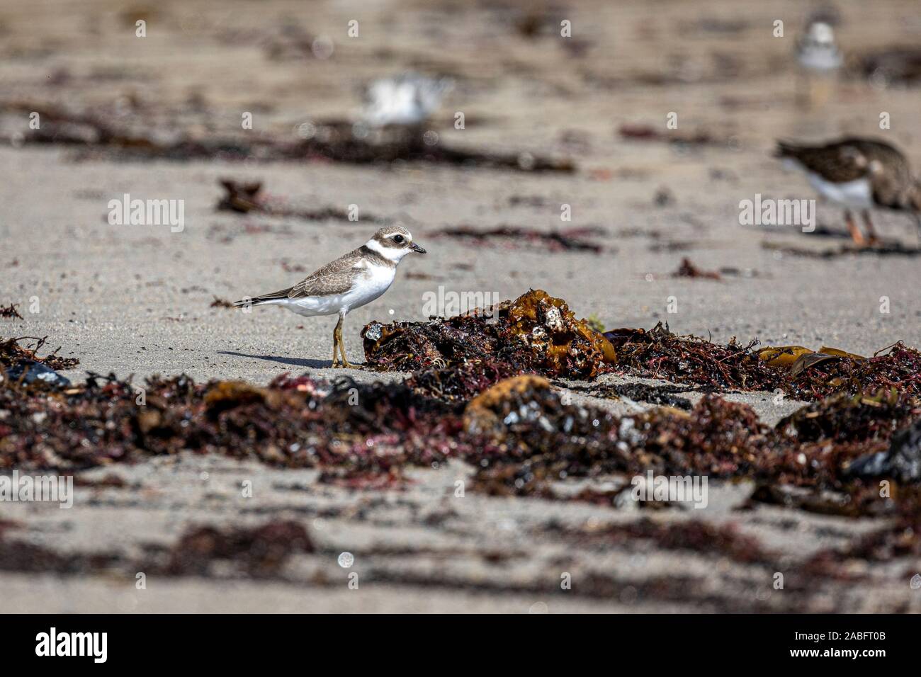 Les oiseaux de mer sur la plage de Peniche, Portugal se nourrir des débris de mauvaises herbes de mer divisé par le surf Banque D'Images