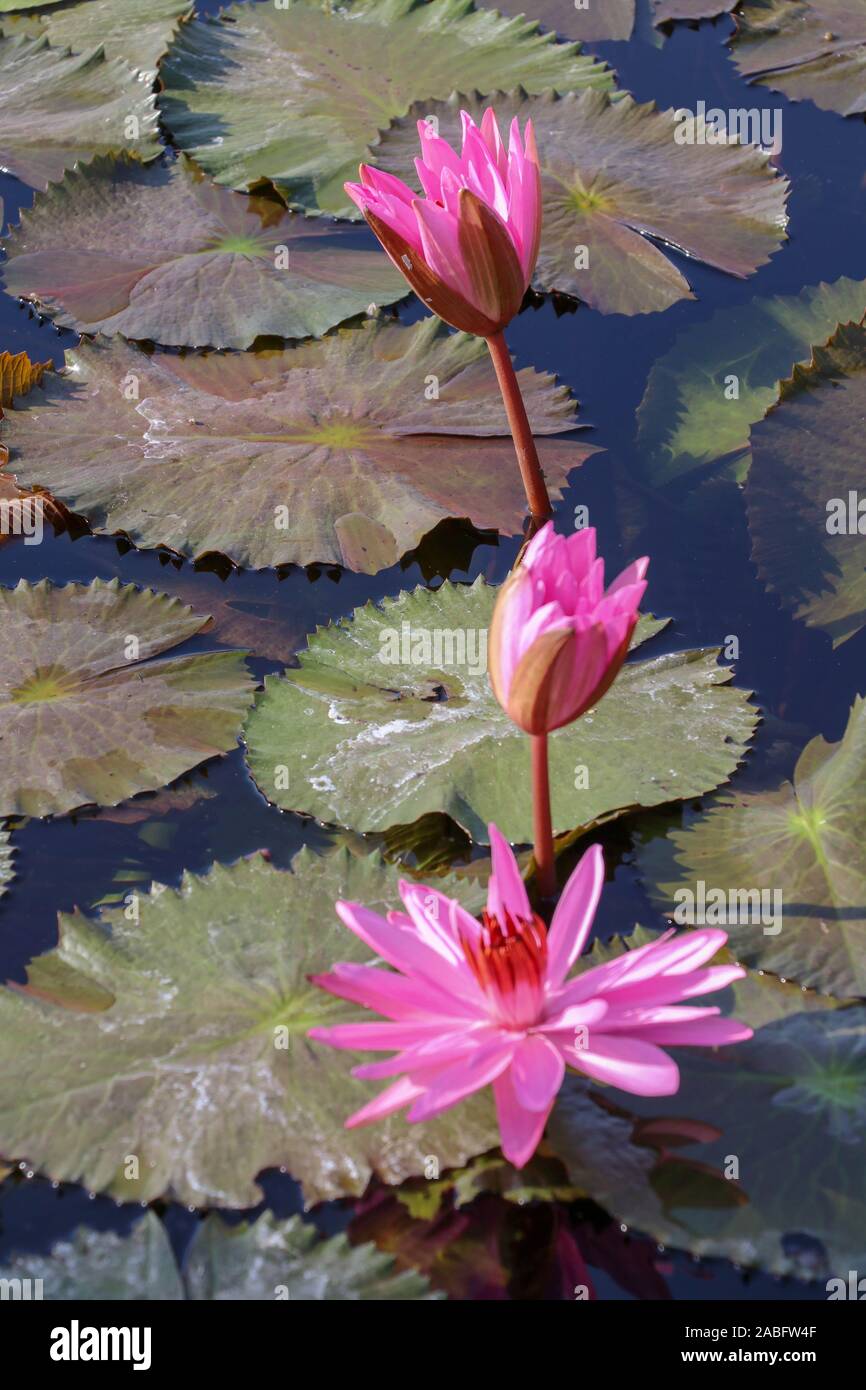 Trois nénuphars roses à différents stades de floraison sur la surface. Nymphaea rouge au soleil du matin. Grandes feuilles vertes flottent autour des fleurs. Banque D'Images