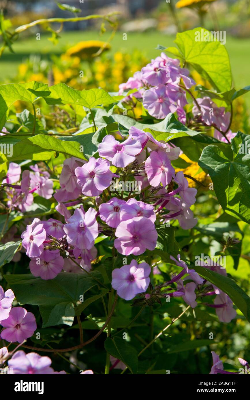 Petites fleurs vivaces d'été pourpre Banque D'Images