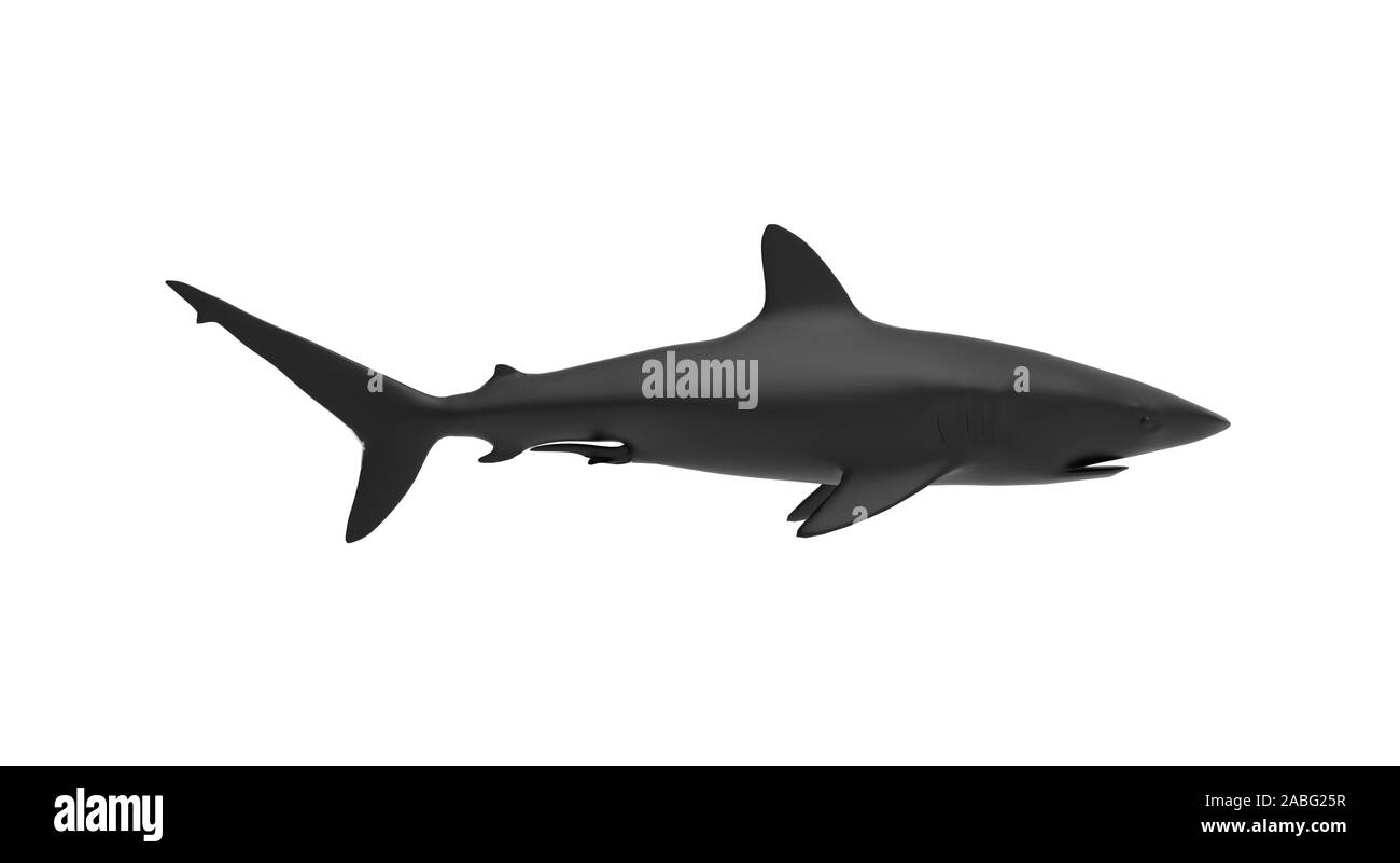 Requin noir sur fond blanc le rendu 3D Banque D'Images