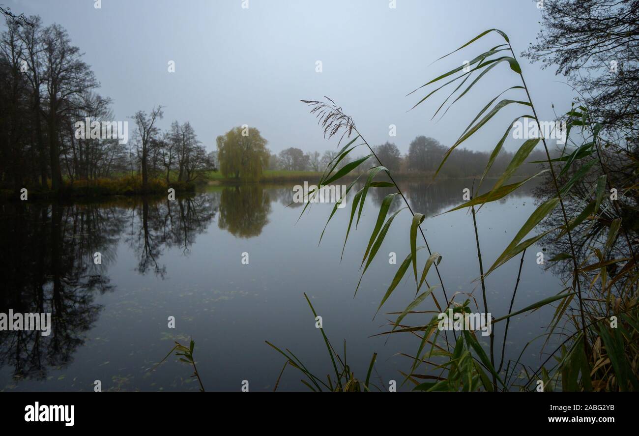 Les tiges de roseau balancer doucement sur la rive d'un lac en milieu rural calme sur une journée de novembre gris silencieux, copie, espace de discussion sélectionné Banque D'Images