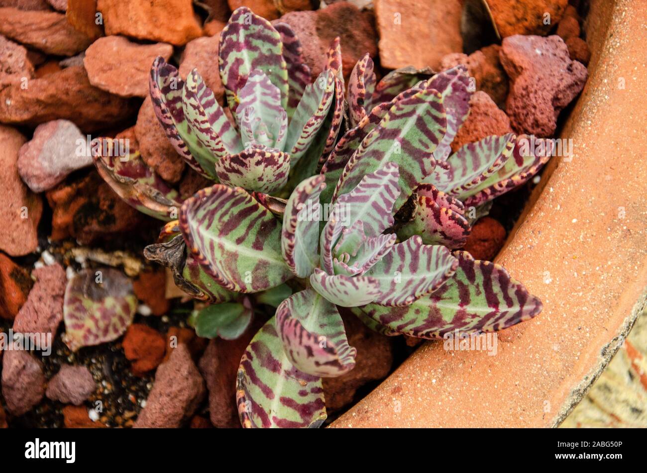 Belle fleur rouge et vert en pot en terre cuite comme succulentes au Jardin botanique de Largo en Floride Banque D'Images