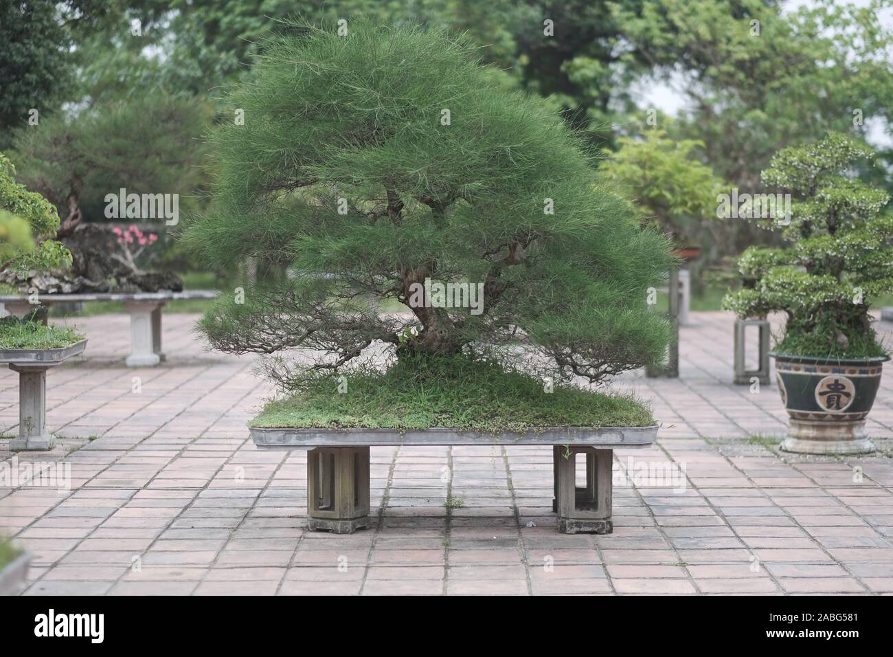 Vieux arbres bonsaï en pot sur le pouce dans le parc Banque D'Images
