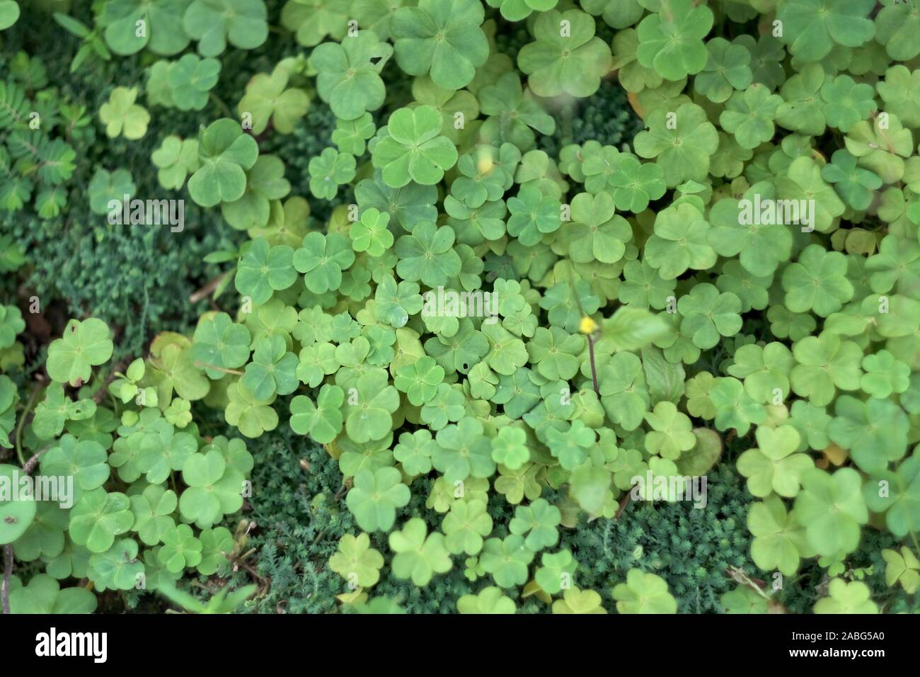 Le vert émeraude des plantes succulentes et tapis de trèfle sur la pelouse Banque D'Images