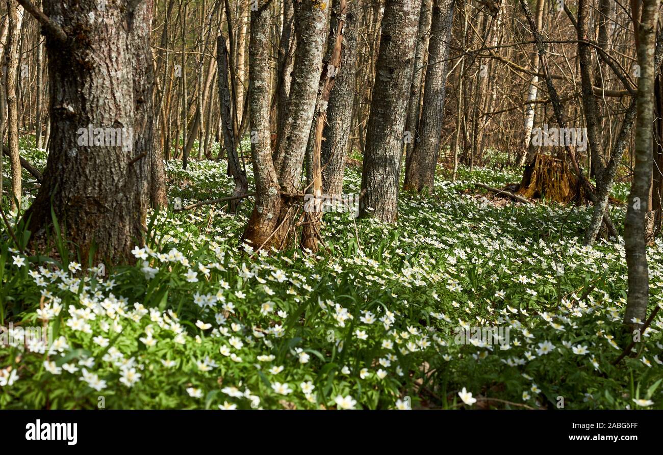 La première floraison au printemps une épaisse forêt : un tapis d'anémones sauvages blancs tout autour de vieux arbres, l'espace de copie pour votre conception Banque D'Images