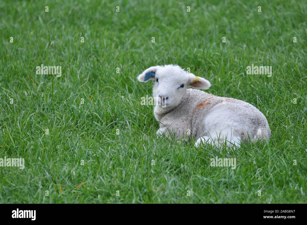 Mignon bébé nouveau-né de l'agneau gallois couchés dans les champs à la recherche vers l'appareil photo Banque D'Images