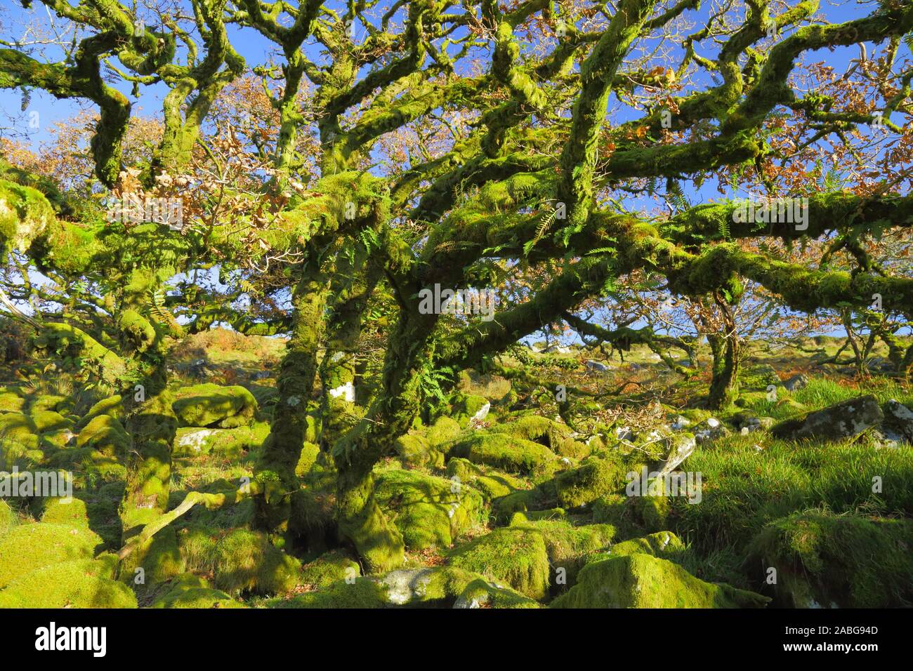 Forêt ancienne du Wistman Wood près de deux ponts dans le Dartmoor, dans le Devon. Bois mystérieux magique avec un étrange sentiment. Des centaines d'années les arbres de chêne Banque D'Images