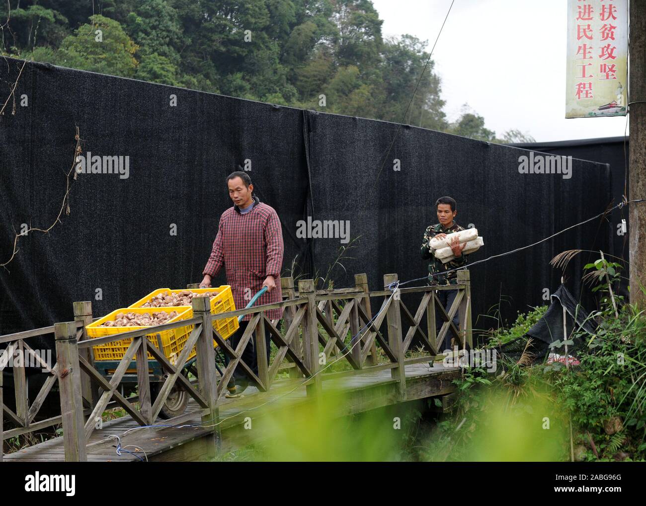 Lipu, Chine. 27 Nov, 2019. Les agriculteurs transportent de champignons récoltés lors d'une plantation de champignons à base de Bamboo Village, Chine du sud, le 27 novembre 2019. La plantation de champignons dans la région de Bamboo Village a développé l'économie locale et offre des emplois pour les villageois vivant sous le seuil de pauvreté. Credit : Feng Weimin/Xinhua/Alamy Live News Banque D'Images