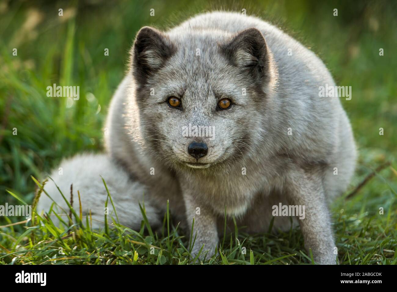 Un renard arctique gris assis sur l'herbe à l'avant. Banque D'Images