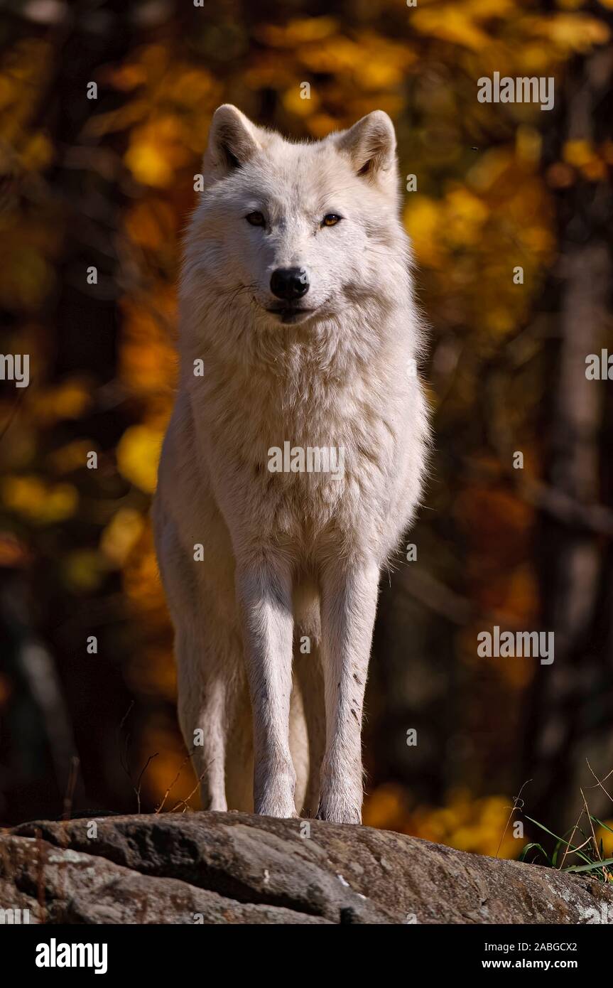 Un loup arctique debout à l'avant. L'arrière-plan est la couleur des feuilles en automne. Banque D'Images