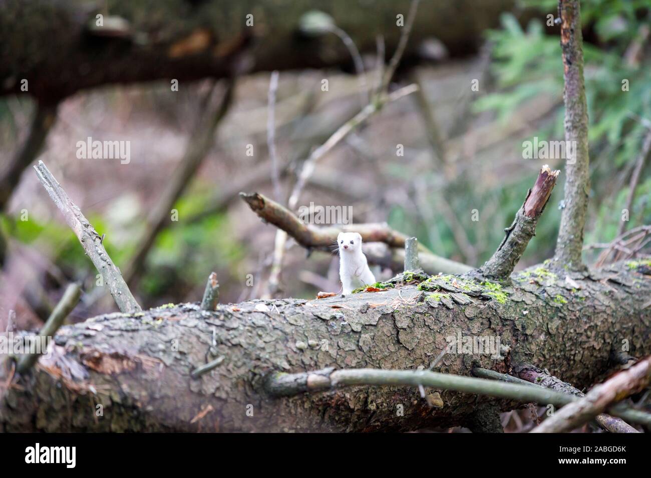 Peu de blanc belette pygmée sur tombé dans la forêt de sapins Banque D'Images