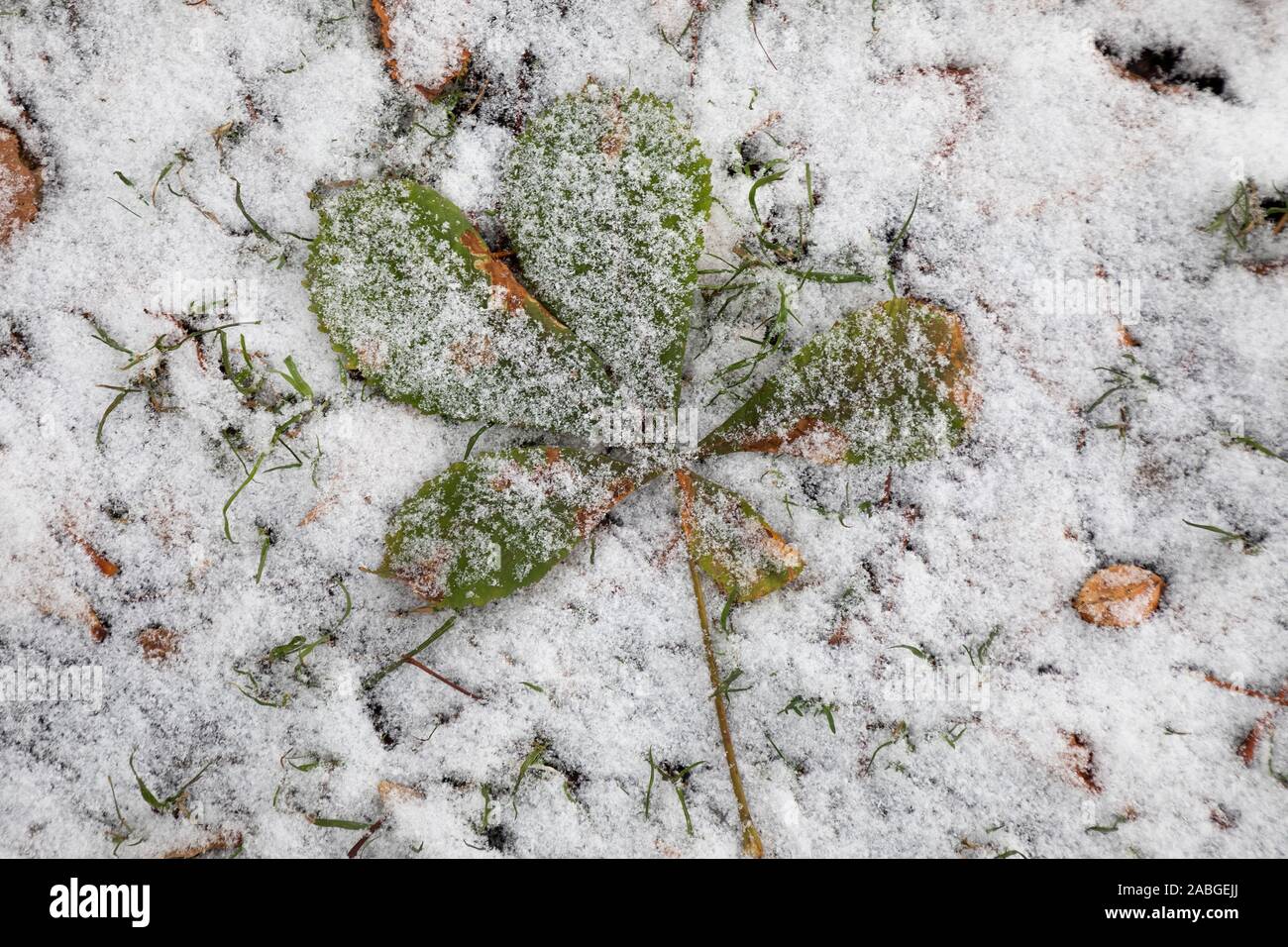 Tombé d'un arbre vert dans le cadre de la première feuille de la neige dans un parc Banque D'Images