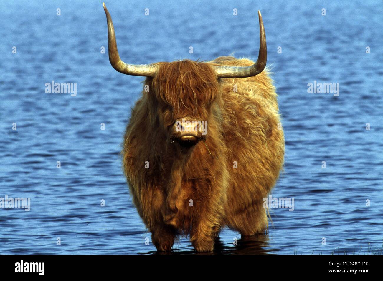 Hochlandrinder, Kyloe, Bos primigenius f (taurus). Banque D'Images