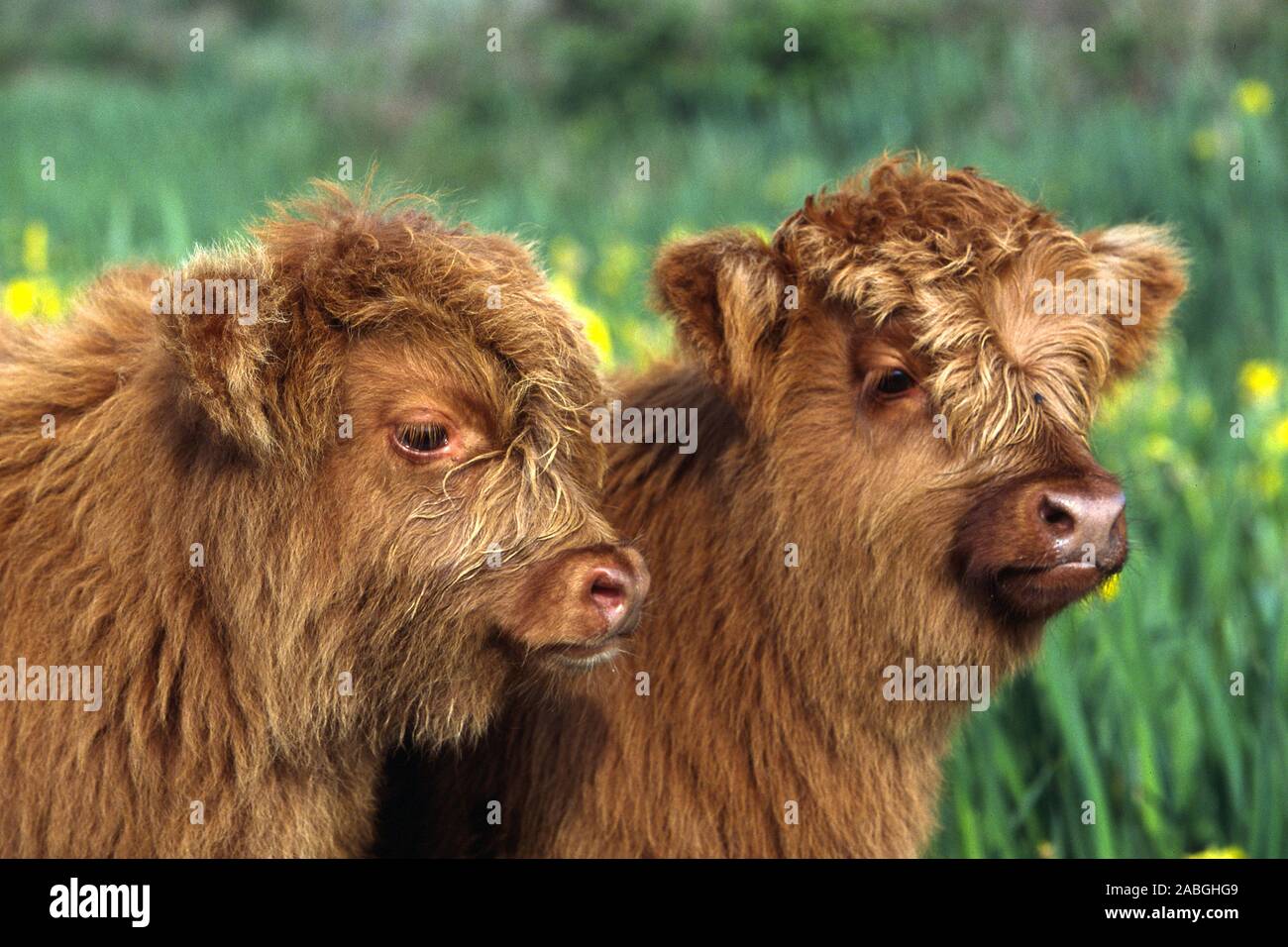 Hochlandrinder, Kyloe, Bos primigenius f (taurus). Banque D'Images