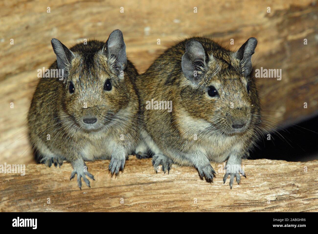 Dégus Octodon Degu, Pinceau, queue de rat, Verbreitung und- Zentralchile  dans le Nord Photo Stock - Alamy