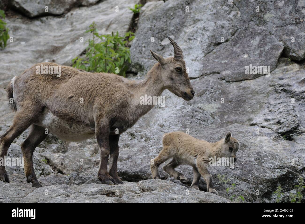 Steinbock, Alpensteinbock,Capra ibex ibex,alpine,Mai 2009,en captivité Banque D'Images