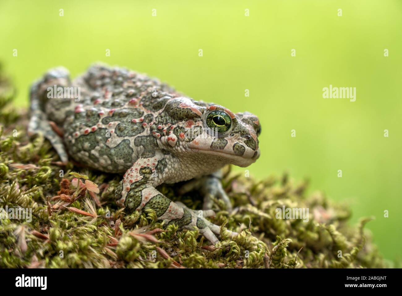 Crapaud verte européenne (Bufo viridis) debout sur la mousse verte de printemps Banque D'Images