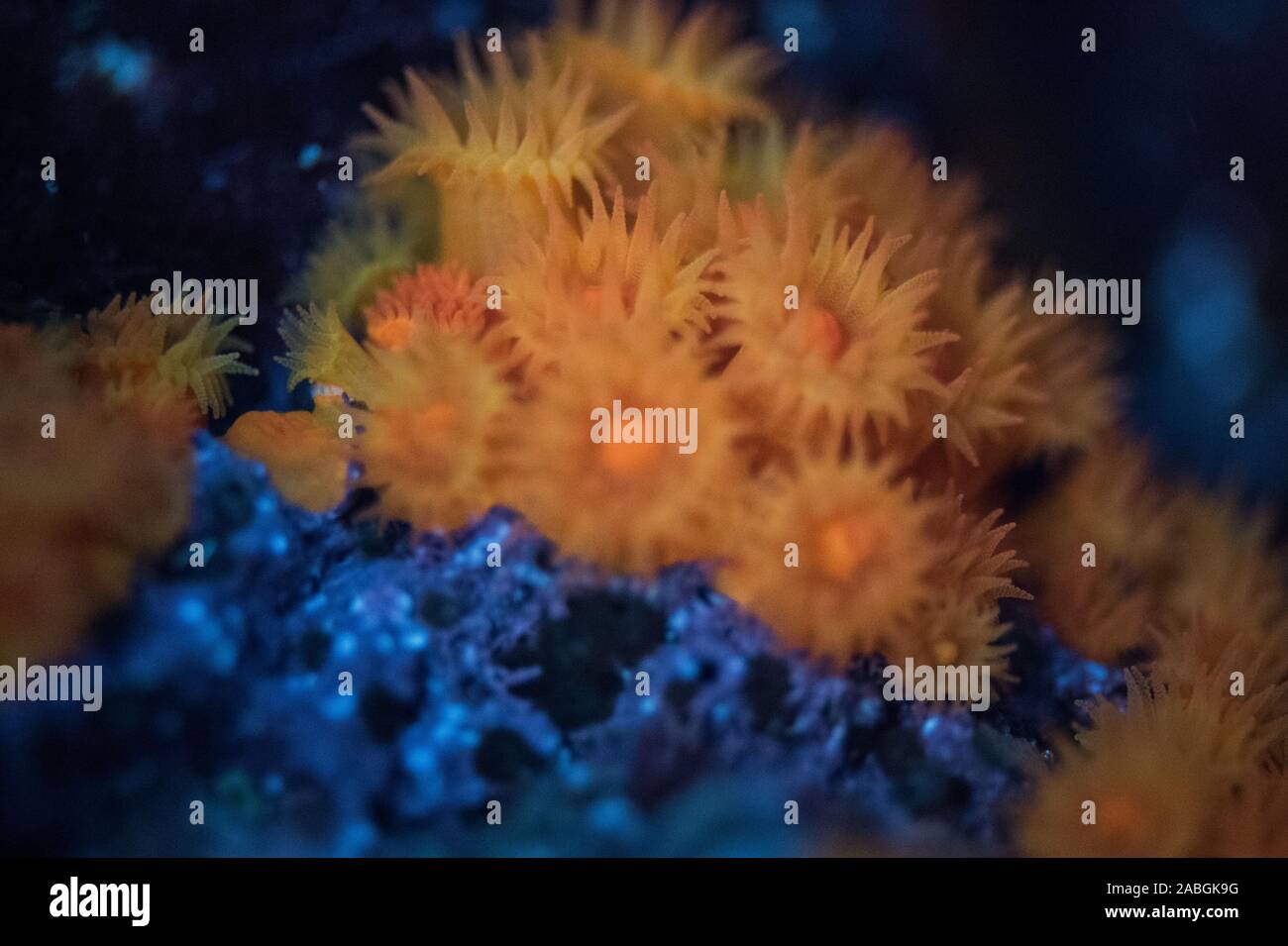 Anémones de mer Banque D'Images
