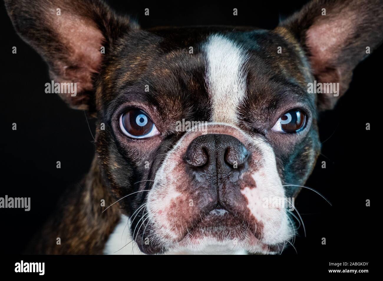 Closeup portrait of beautiful boston terrier pure race funny face Banque D'Images