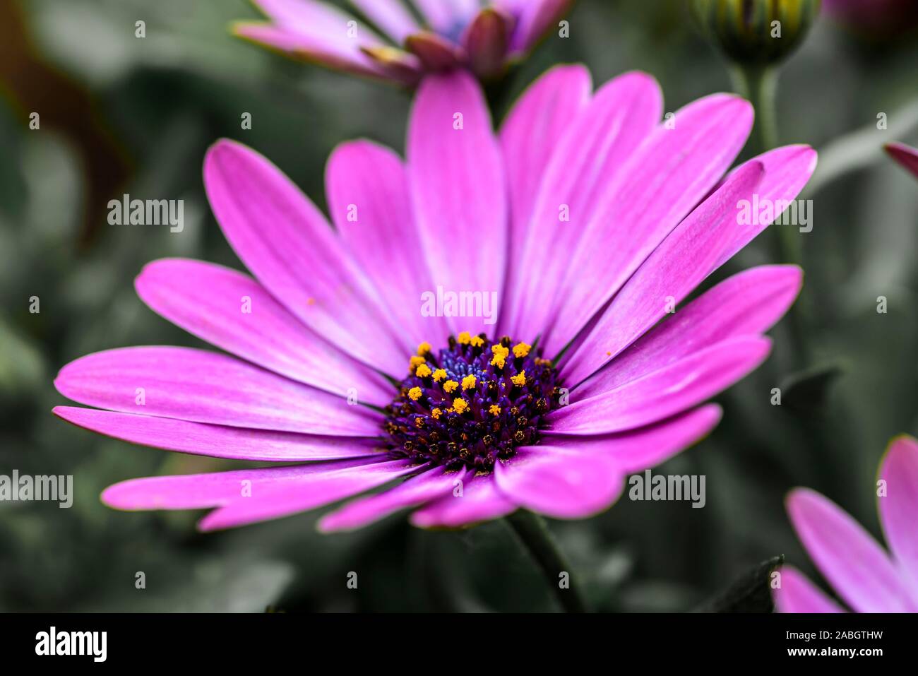 Fleur pourpre - Osteospermum - marguerite rose foncé, en pleine floraison Banque D'Images