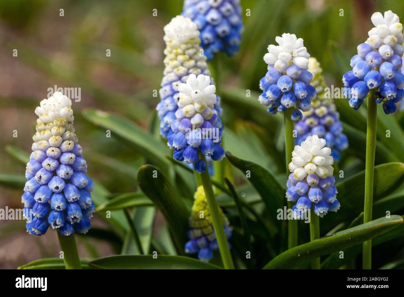 Grape Hyacinth Muscari Blanc Bleu "montagne Lady' Banque D'Images