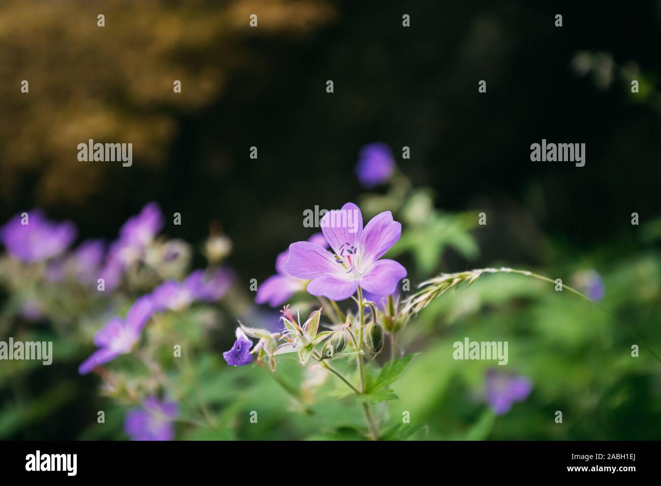 Hordaland, Norvège. Plante en fleurs fleurs de géranium des forêts norvégiennes en été. Cranesbills. Banque D'Images